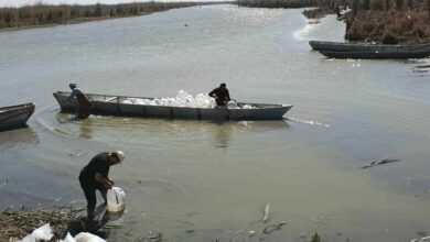 زراعة ميسان تطلق سبعة ملايين سمكة كارب صغيرة في الأهوار 3 IMG 20220401 135555 393