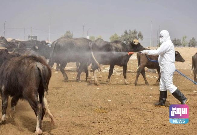 الأنبار تسجل أول إصابة بالحمى النزفية 1 02481D0E 7B98 4FC5 8908 ACB577F5D2C6