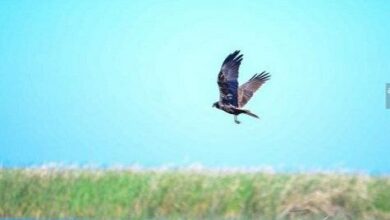 08C2BBD6 7188 4736 BE8A CEBF0B58C207