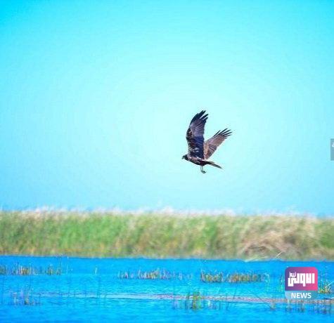 الثقافة تنفي وجود مخاطبة لليونسكو لإزالة الأهوار من لائحة التراث العالمي 1 08C2BBD6 7188 4736 BE8A CEBF0B58C207