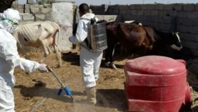 الصحة: جولات متابعة في 3 محافظات لمنع انتشار الحمى النزفية 4 187FFF98 2BC5 4E5A 93DF 768F1E5DDDA9