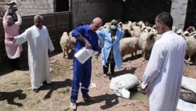 55861Image1 775x445 d