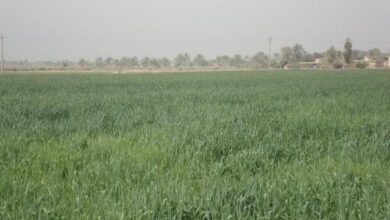 9904CF98 9123 4E3E B606 501B81F0A945