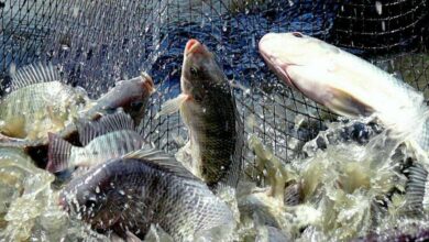 زراعة ميسان تحدد أبرز تحديات الثروة السمكية والحلول لمعالجتها 2 C3070035 89A2 435A 98C2 505446B67361