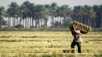 الزراعة النيابية تجتمع لمناقشة الخطة الصيفية 2 D19EE322 E4F7 4B3F 901D 831010A436FA