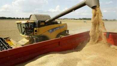 التجارة: كميات الحنطة المسوقة تجاوزت 227 ألف طن 6 IMG 20220506 160820 365