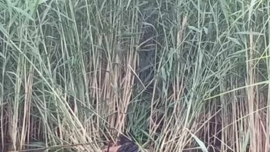 IMG 20220515 191517 963