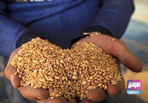 التجارة تعلن ارتفاع كميات الحنطة المسوقة 1 IMG 20220528 212226 860
