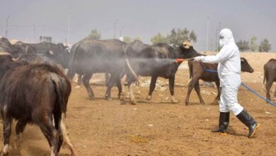 غداً.. انطلاق حملة جديدة للقضاء على مسببات انتشار الحمى النزفية بكركوك 4 upload 1652449998 488349996