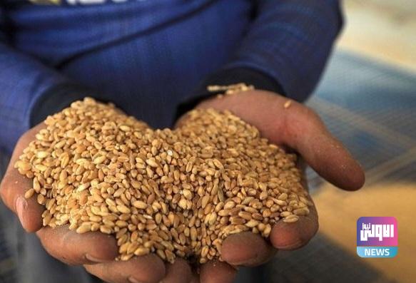 التجارة تعلن كميات الحنطة المسوقة من الفلاحين 1 upload 1652471554 150417754