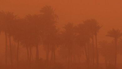 الزراعة: جهد حكومي لمعالجة آثار التغير المناخي 3 upload 1652547569 993970198