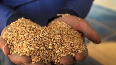 وزير التجارة: قانون الأمن الغذائي سيؤمن خزيناً استراتيجياً لمحصول الحنطة 2 upload 1652549404 158798642
