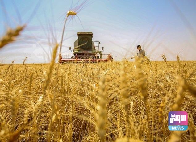 الزراعة تعلن تسويق أكثر من مليون طن من الحنطة 1 upload 1653508542 2119314695