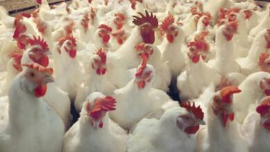 3BE2DD25 0840 4894 BDB8 63DD2BD6E6B2