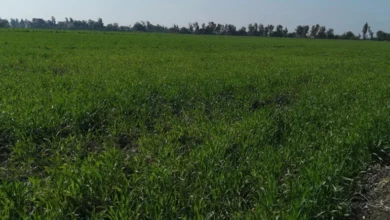 تصريح للزراعة بشأن تدني الناتج المحلي للمحاصيل وأبرز الأسباب 2 4505AAE4 89A8 4FB9 9727 C966FF56C97C