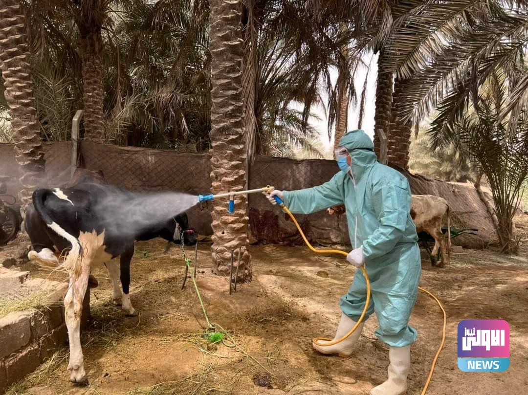 الزراعة تتخذ اجراءات وقائية لتجنب الاصابات بالحمى النزفية مع قرب موسم الاضاحي 1 83A9BC38 849B 4E38 818D CB8BCCE813E5