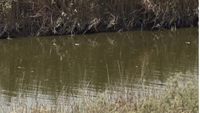 نفوق كميات كبيرة من الأسماك إثر تسمم مياه المصب العام في الديوانية 9 8FCB6D41 F3CC 4EE5 AC9A E52351F90C3A