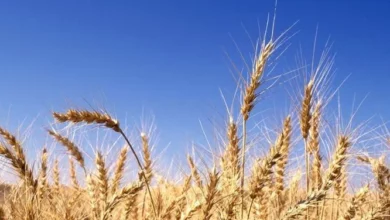 B382A244 E117 45B4 8D78 B2D4EC539AF0