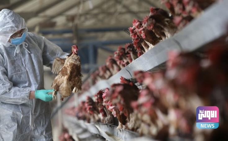 الزراعة تنفي تسجيل إصابات بسلالة شديدة العدوى من أنفلاونزا الطيور 1 CFB4A161 7BAC 45A3 A731 2E660EEB7566