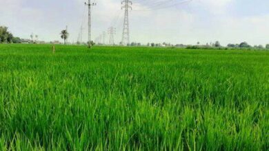 IMG 20220606 181943 343