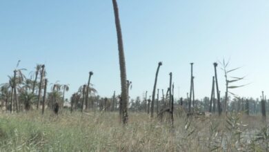 IMG ٢٠٢٢٠٦١٨ ١٩٤١٤٧