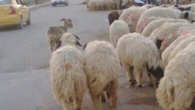 upload 1654710437 1100038822