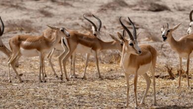 upload 1656004585 1902380620