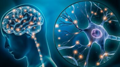 لماذا خلايا الدماغ لا تتجدد