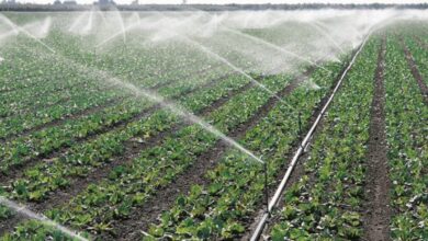 187D8BCB E801 428E 97AE BC0843C1451A