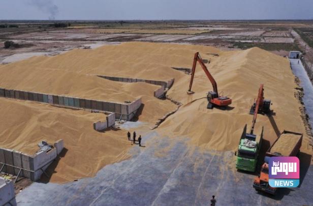 بابل تنهي موسم تسويق الحنطة بتسلم أكثر من 120 ألف طن 1 57D31223 0917 49B9 80DD 52323BE68EBF