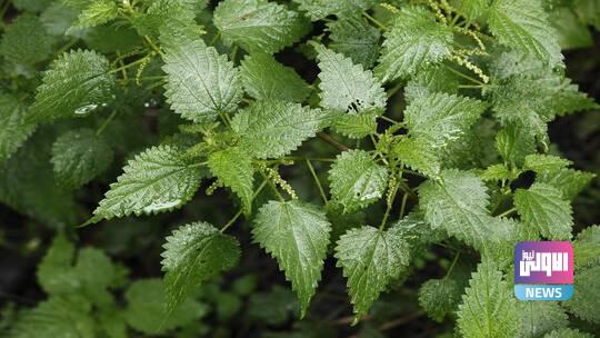 أين توجد الفيتامينات المجانية؟! 1 62bbde4a42360407ae03e227