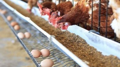 6476601D 4386 4268 997E 7F6751ABC230