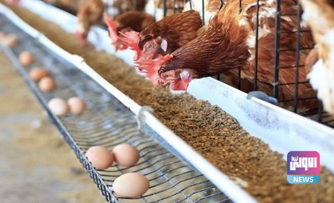 تحرك حكومي للسيطرة على أسعار الأعلاف و مراعاة وضع الفلاحين 1 6476601D 4386 4268 997E 7F6751ABC230