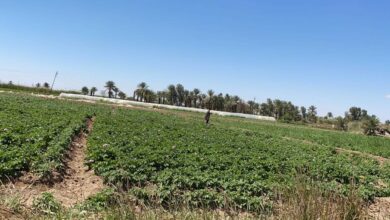 IMG ٢٠٢٢٠٧٣١ ١٧٤٣٣١