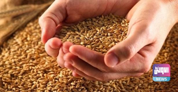 كركوك تحقق الاكتفاء الذاتي من بذور الحنطة 1 unnamed file 199