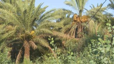 صلاح الدين توجّه إنذارات لمزارعين على خلفية تجاوزات على البساتين 2 1682