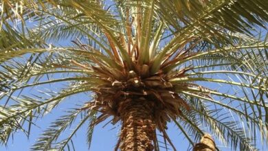 BA0722D5 24D6 43EE A5D3 9881099A0EE5