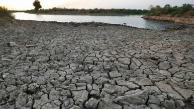 ثلاثة اجراءات حكومية لإنعاش الأهوار 3 FB IMG 1660738917451