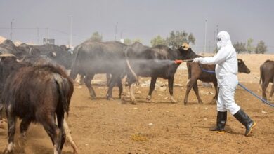 الزراعة تعلن انخفاض نسبة الإصابة بمرض الحمى النزفية 17 upload 1661685483 823463460