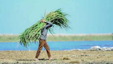 0D4B1F7E DFD2 437E B317 668B80433D07