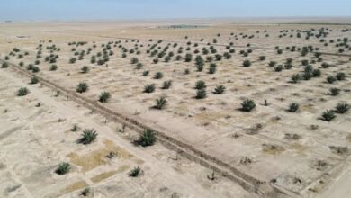 23846BE0 DF0F 41D8 BA5F F8E59B452F65