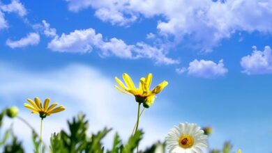 الأنواء الجوية تفصح عن حالة الطقس خلال الأيام الأربعة المقبلة 4 large news METEO