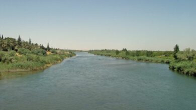 مجرى نهر الفرات في دير الزور الجفاف يهدد الحياة النباتية 1 1