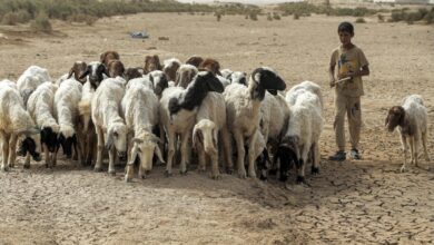 6EA38786 2757 4D8B 9113 217D6B59C433