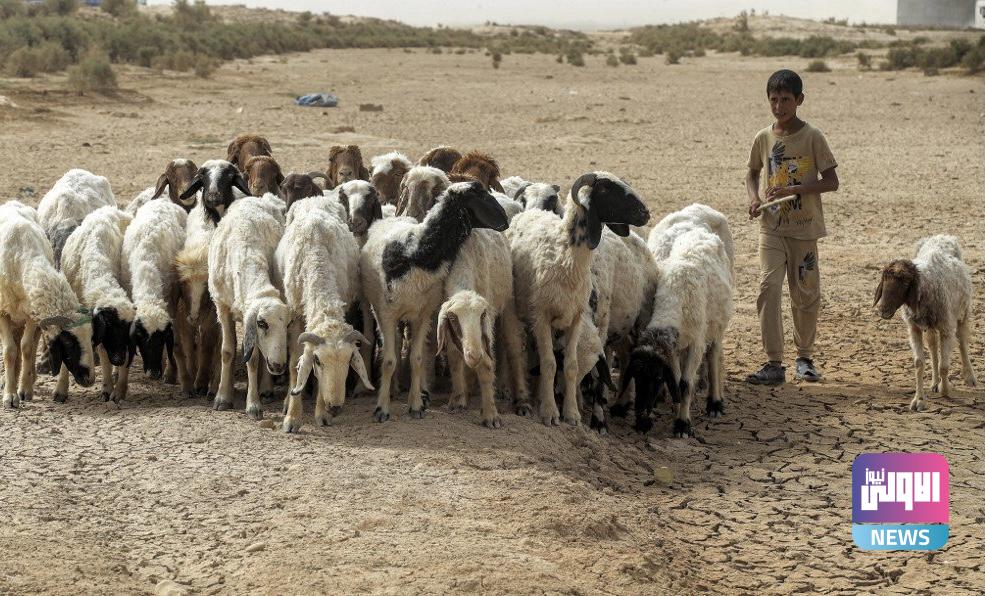 الزراعة تُحصي عدد رؤوس الثروة الحيوانية في العراق 1 6EA38786 2757 4D8B 9113 217D6B59C433