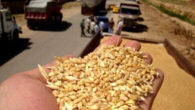 التجارة تحبط محاولة سرقة نحو 44 طناً من الحنطة في بغداد 2 IMG 20221025 141210 285