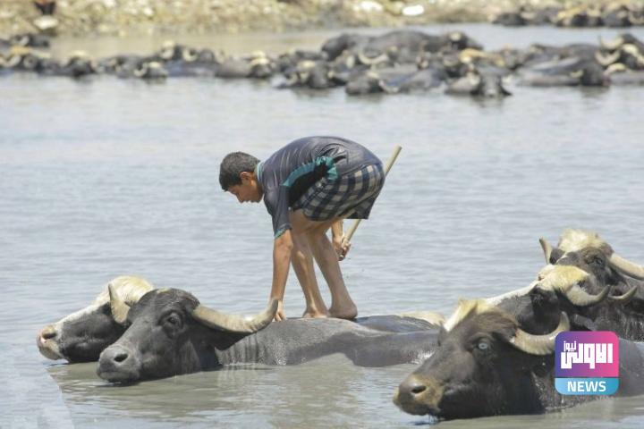 الزراعة تعلن اتخاذ إجراءات منعت نفوق الجاموس في الاهوار 1 IMG ٢٠٢٢١٠٢٧ ١١٢٢٤٠