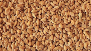 Screenshot ٢٠٢٢١٠١٧ ٢٢٠٠٣٣