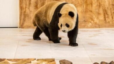 100 190324 qatar vs ecuador panda predictions 700x400