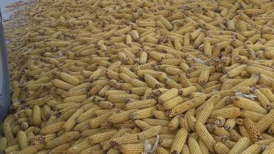 5BA6EBE5 DE4C 4C0F 9F0D F3774532E15C